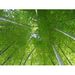 Badekarshylde Bambus