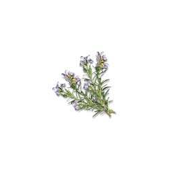 Camylle Udespaduft Rosmarin 500 ml. 